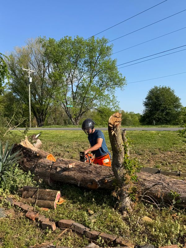 Tree Services
