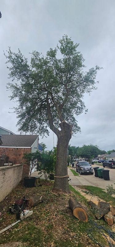 Tree Removal gallery