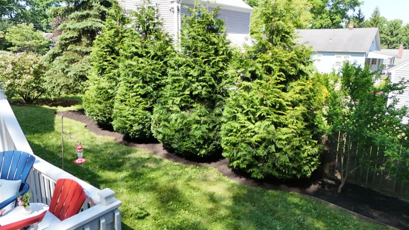 Shrub & Tree Care
