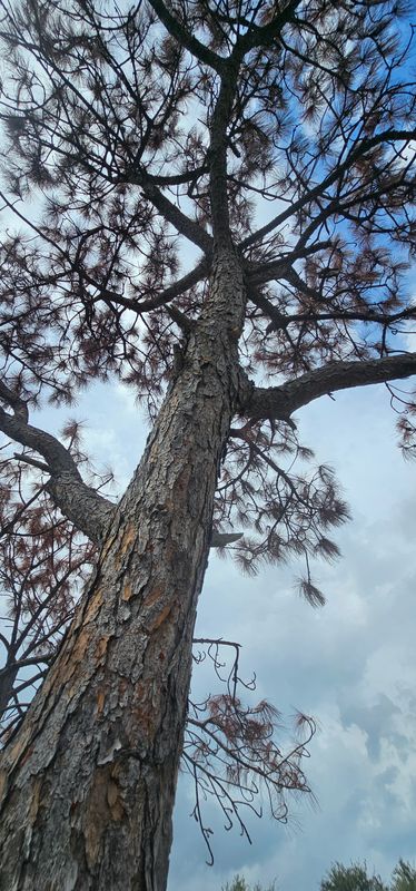 Tree Trimming