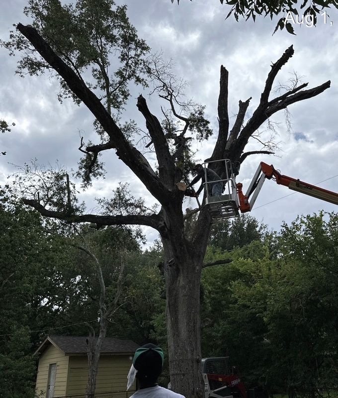 Tree trimming and removal