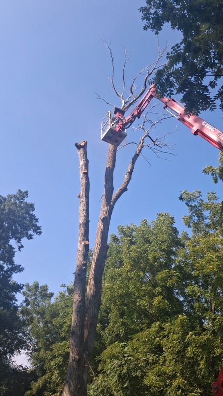 Tree Trimming