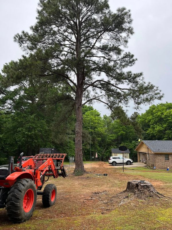 Tree Removal gallery