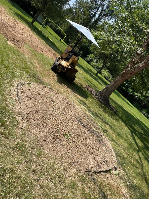 Planting New Trees