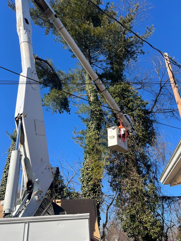 Tree Removal gallery