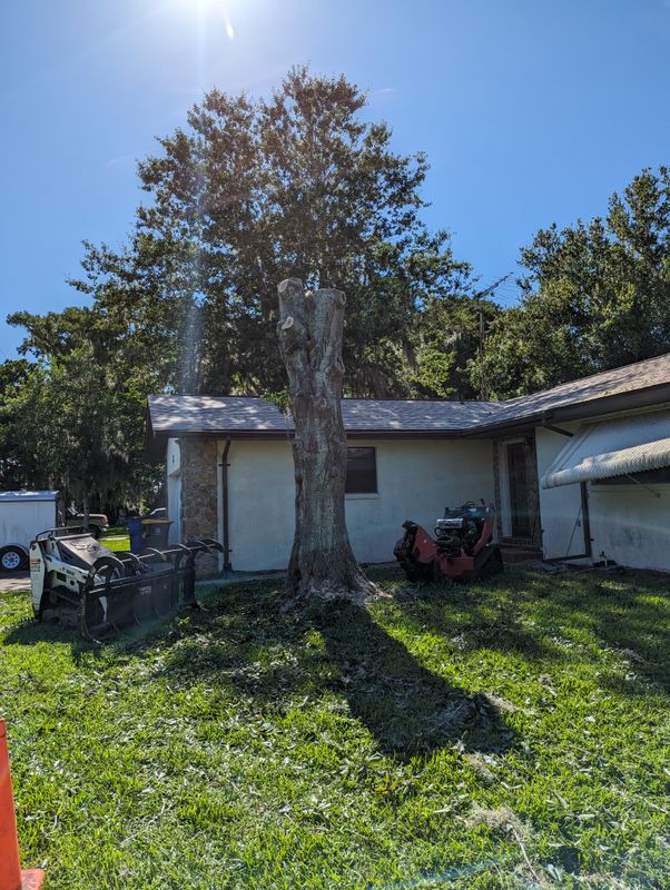 Tree Removal