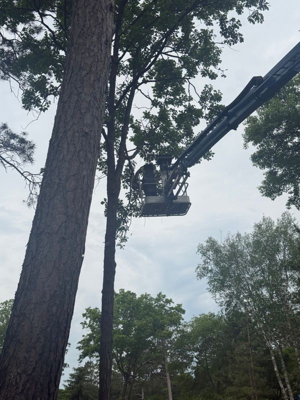 Tree Trimming