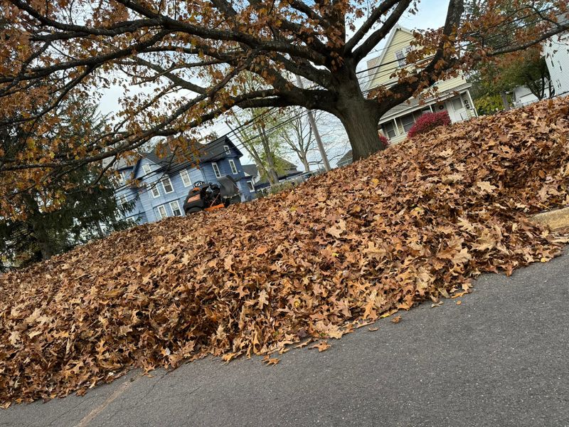 Fall Clean Up