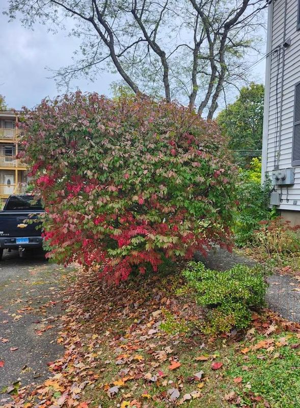 Fall Cleanups