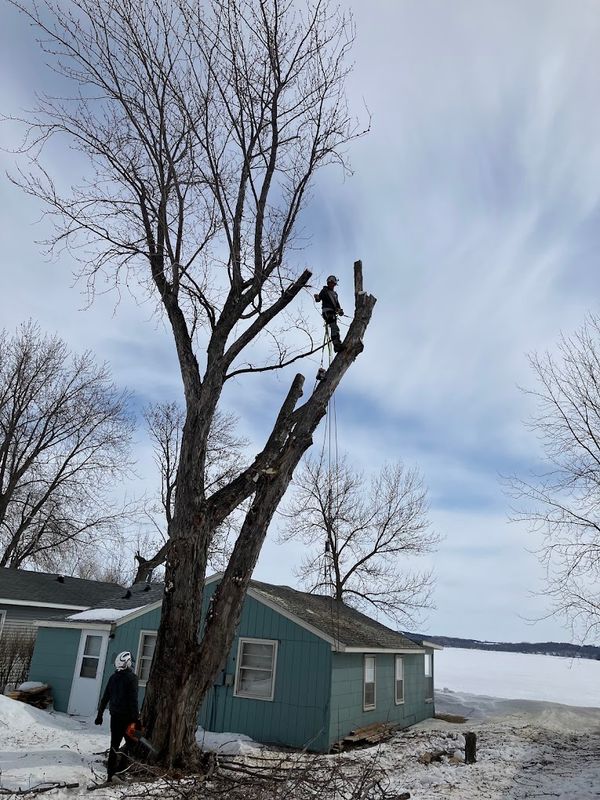 Tree Removal