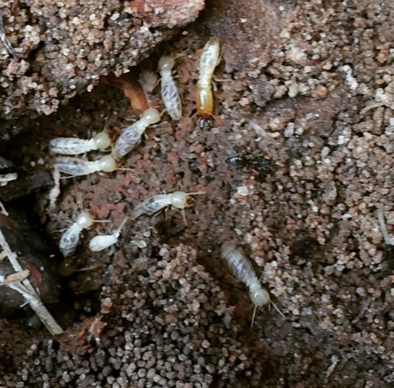 Termite Inspection & Treatment