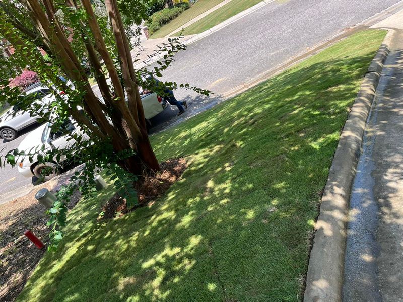 Tree & Shrub Care