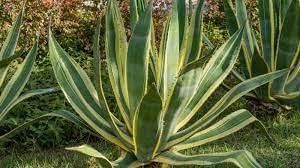 Plant and tree list