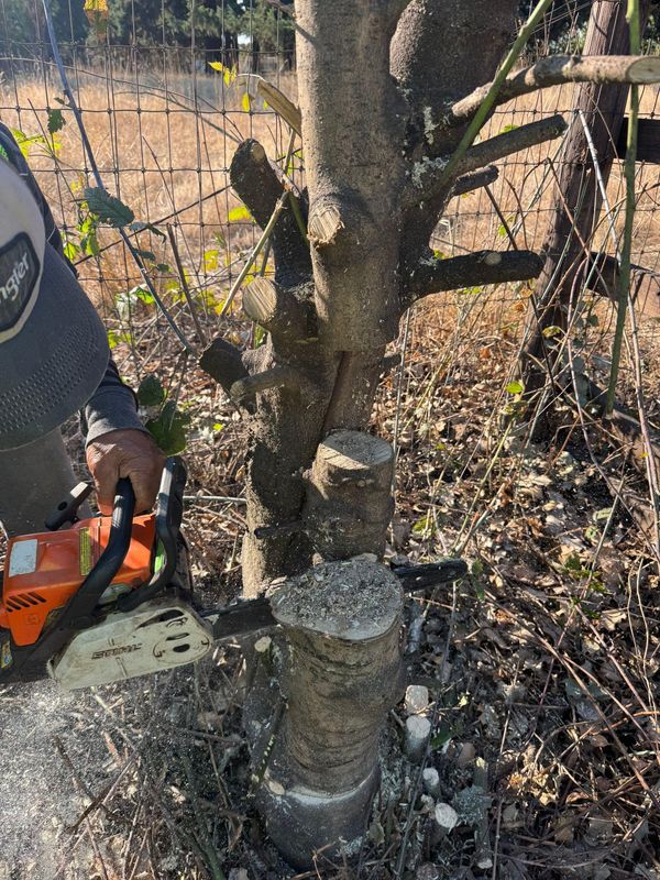 Tree Removals