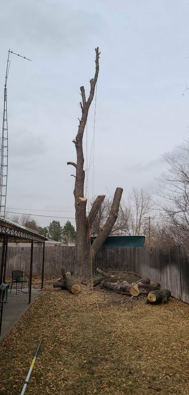 Tree Removal gallery