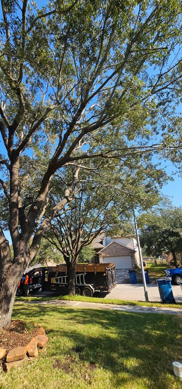 Tree Trimming