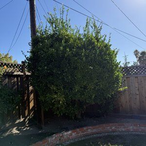 Shrub Trimming
