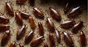 Cockroach Extermination
