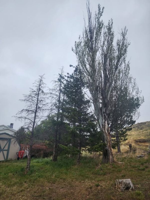Stump Removal