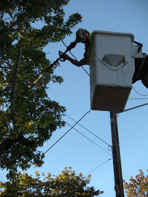 Tree Removals