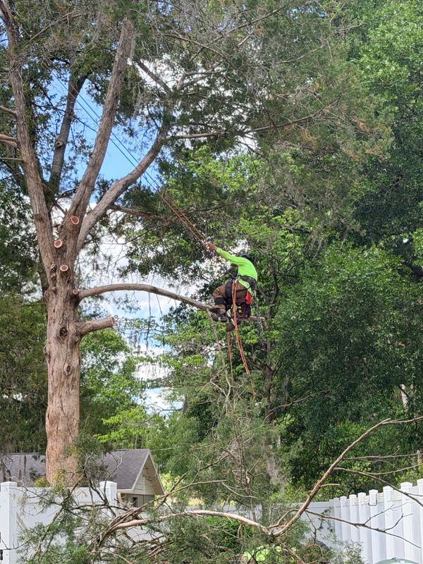 Tree Pruning and Trimming