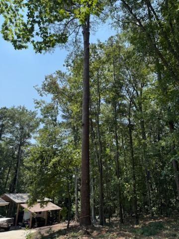 Arborist & Tree Removal