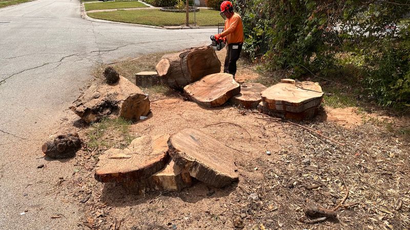 Tree trimming and removal