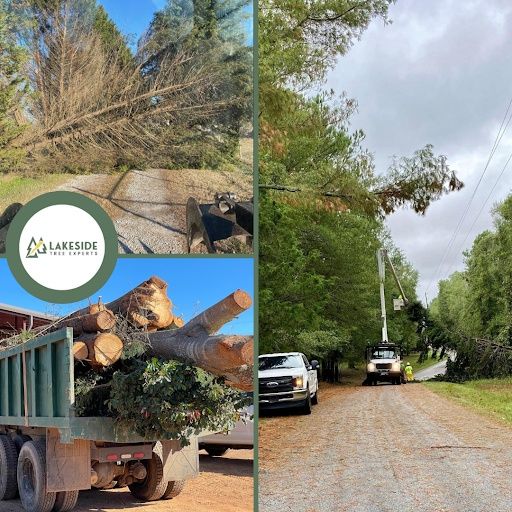 Tree Removal