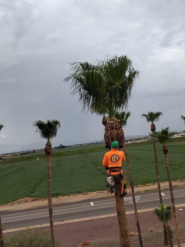 Trimming & Pruning Services