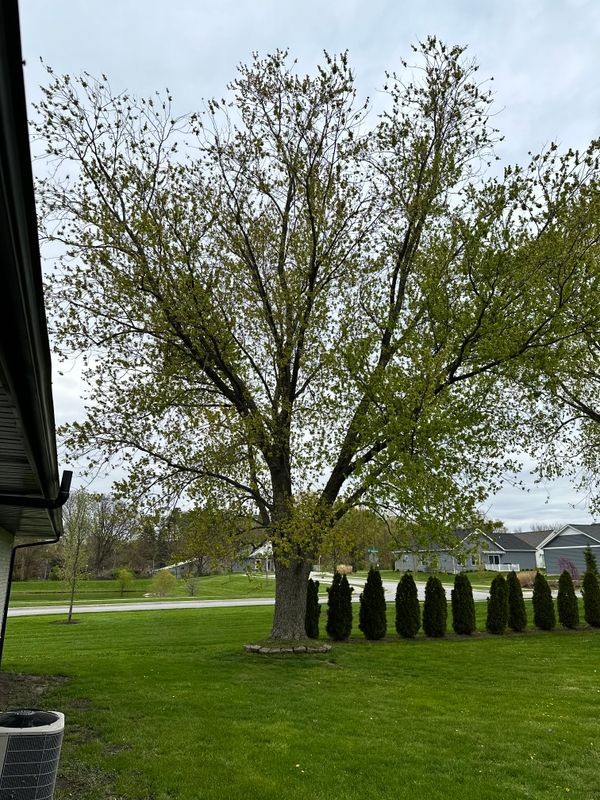 Tree & Stump Grinding Removal 