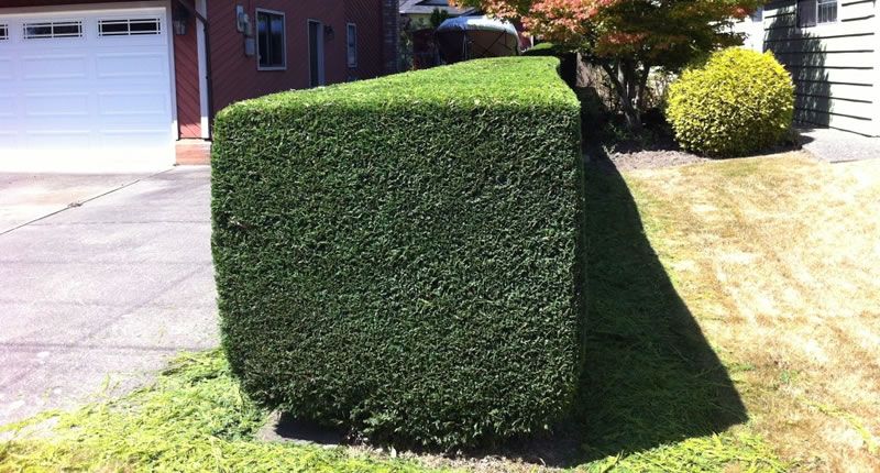 Tree and Shrub Care