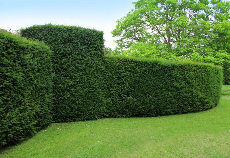 Shrub Trimming