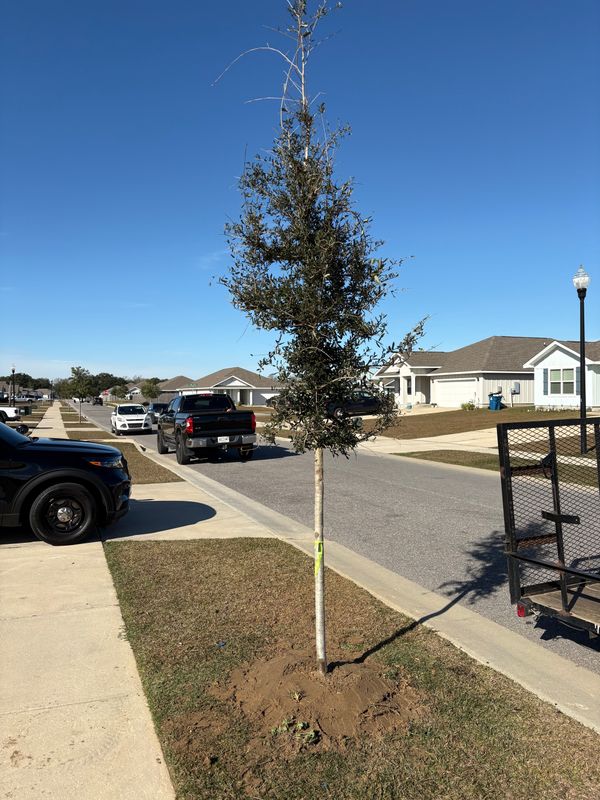Landscape Design & Planting