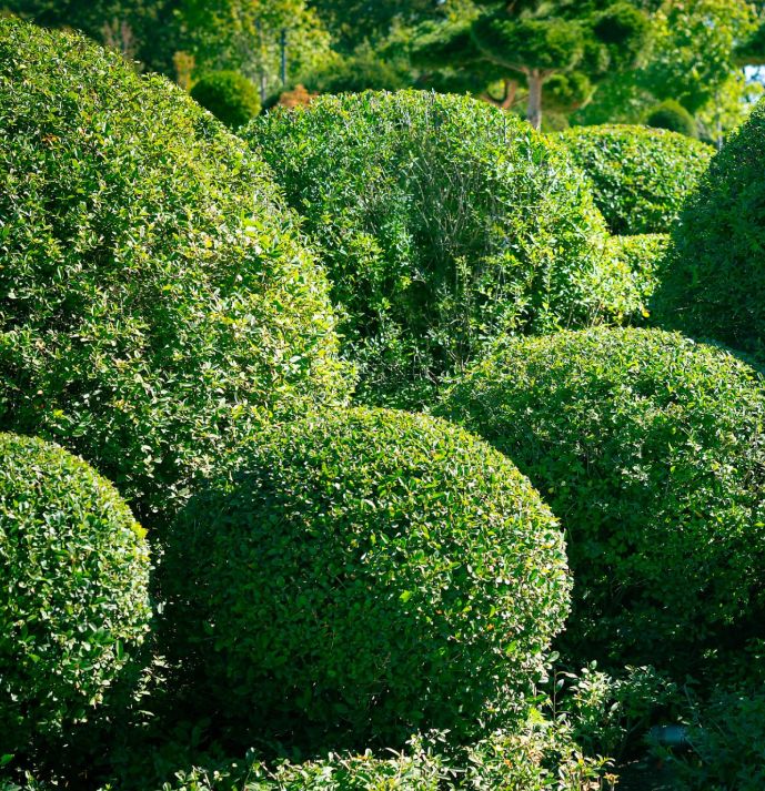 Landscaping 