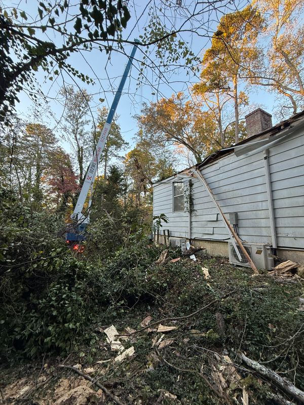 Tree Removal
