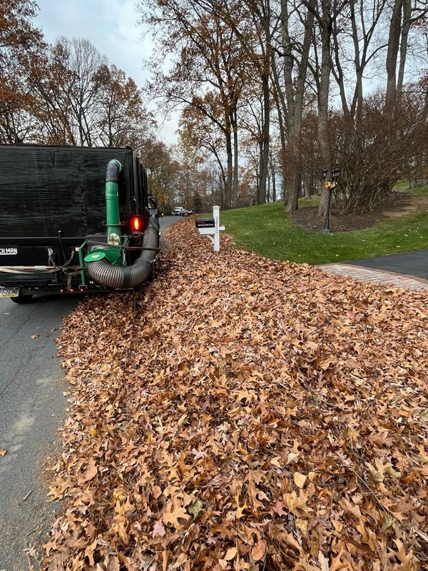 Fall Clean Up