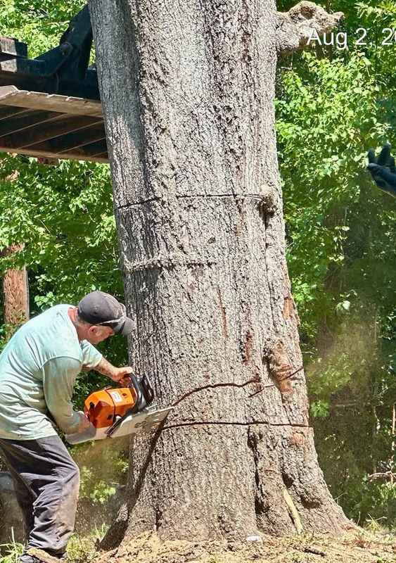Tree trimming and removal