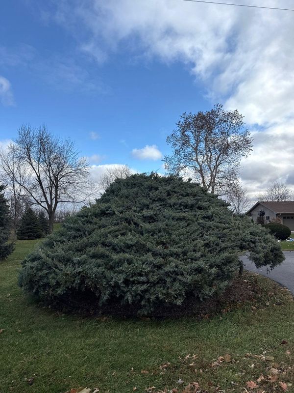 Tree Trimming