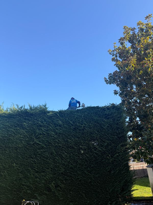 Shrub Trimming