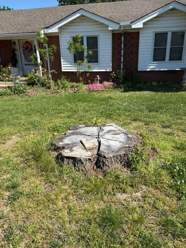 Tree Removal