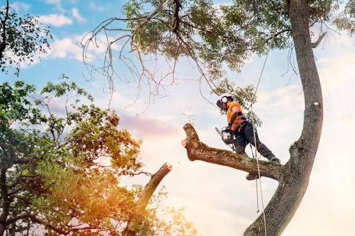 Tree Trimming & Removal