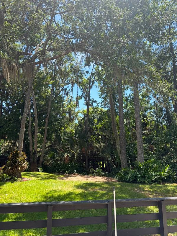 Tree Removal
