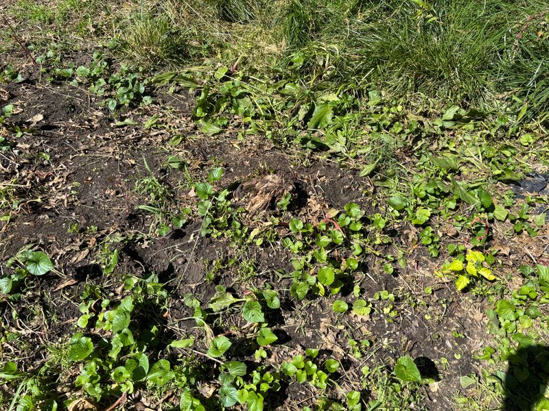 Stump Removal