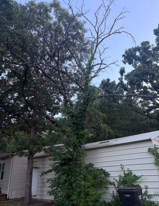 Tree Services