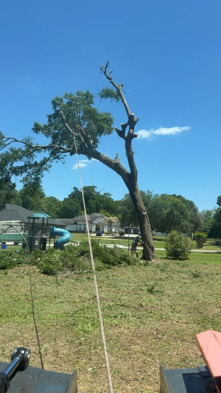 Tree Pruning and Trimming