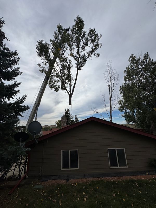 Tree Removal gallery
