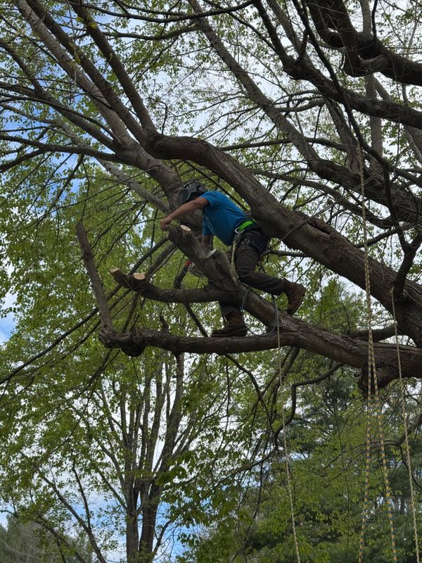 Tree Services