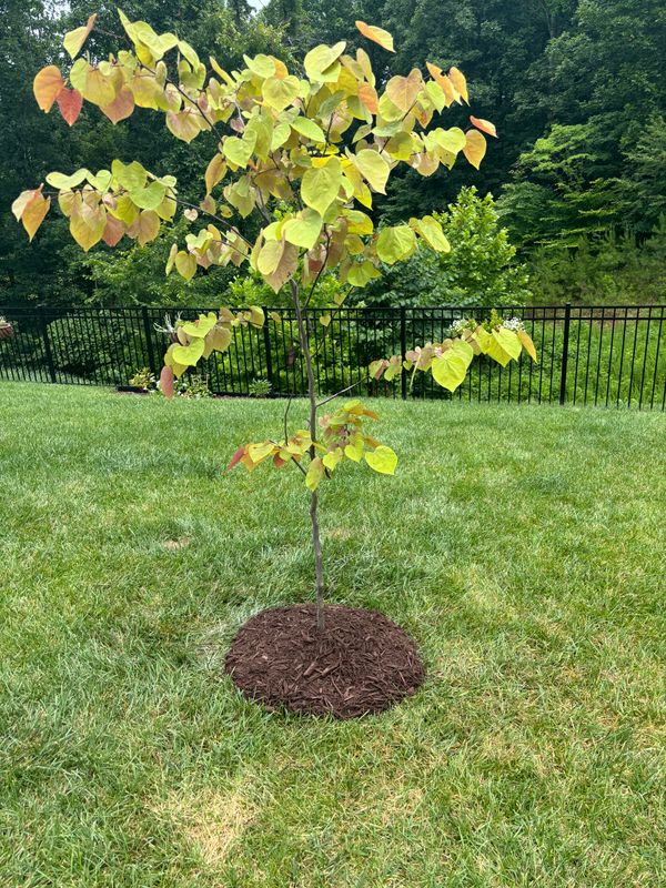 Full Lawn Installation