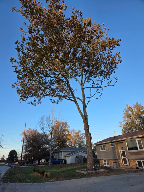 Tree Trimming