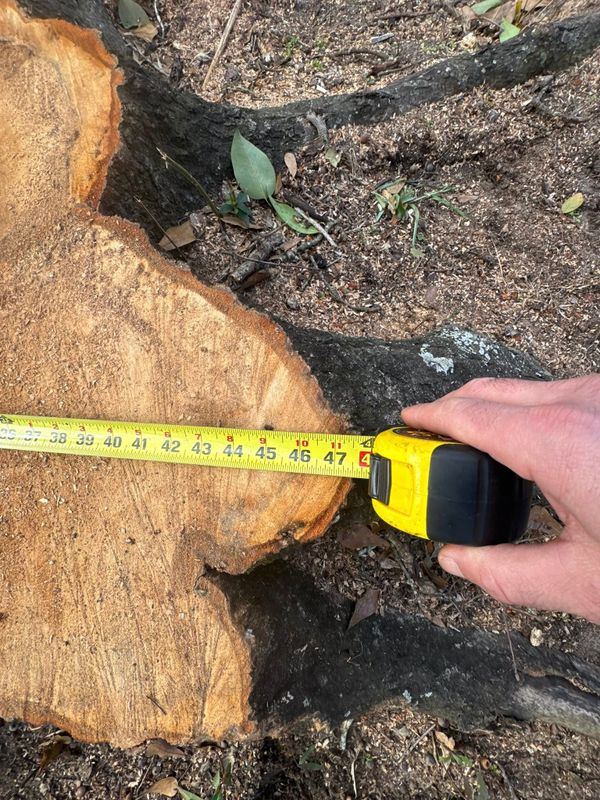 Stump Grinding gallery
